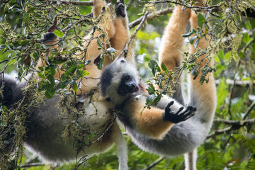 Naklejka premium Diademed Sifaka eating in Mantadia national park in Madagascar