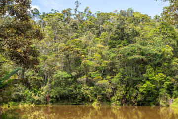 Panorama of the forest in mantadia national park in Madagascar