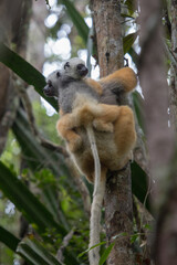 Diademed Sifaka adult and baby in Mantadia national park in Madagascar