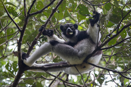 indri lemur on a tree in mantadia national park in madagascar