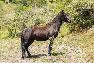 panoramicas y vida C&aacute;cota