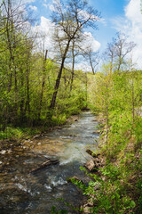 Fototapeta premium A river flowing through a vibrant forest under a clear blue sky