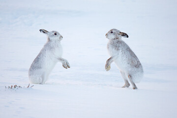 Mountain hare (Lepus timidus) boxing in winter, Scotland, UK. December. 