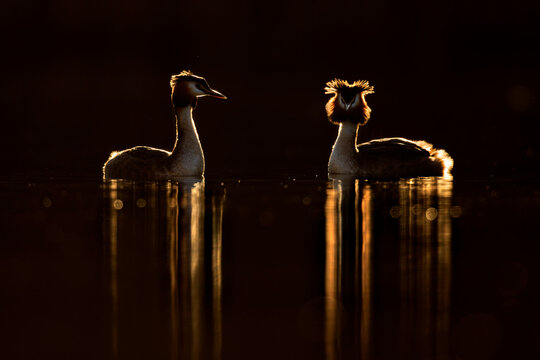 Great crested grebe (Podiceps cristatus) pair in courtship, silhouetted on lake, Cardiff, UK. 