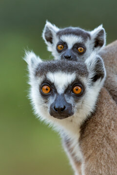 Ringtail Lemur (Lemur catta), mother and baby,
Madagascar, Africa. 
