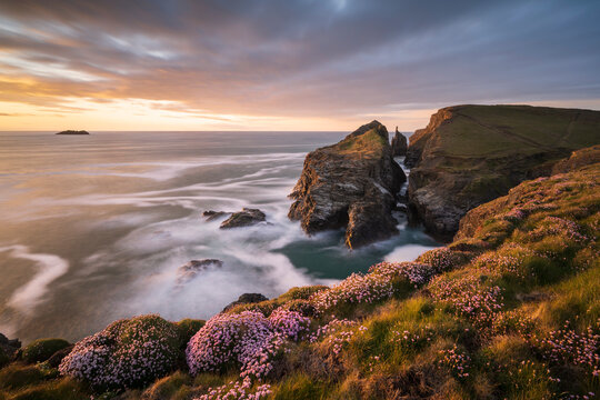 Gunver Head, near Longcarrow Cove, golden evening light and flowering sea pinks/thrift (Armeria maritima), Trevone, Cornwall, UK. May 2021. 