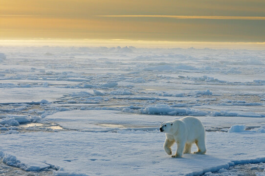 Polar bear (Ursus maritimus) large male walking on pack ice, Svalbard, Norway, Arctic. February. 