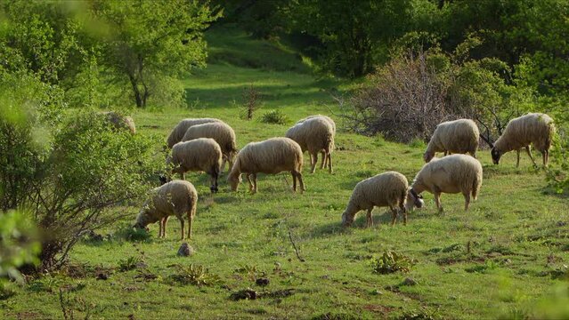 Sheep grazing freely in nature