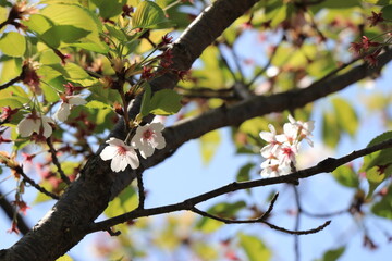 強い日差しを浴びる葉桜