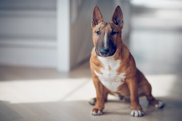 A sitting red bull terrier.