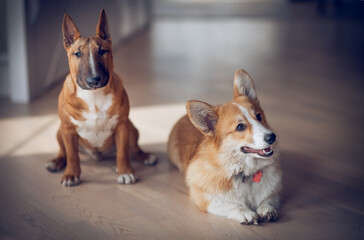 Bull terrier and corgi dogs are sitting in the room.