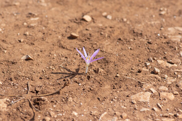 Colchicum parlatoris small wild flowering autumnal flowers endemic on Zakynthos Greece island, purple pink flowering plant