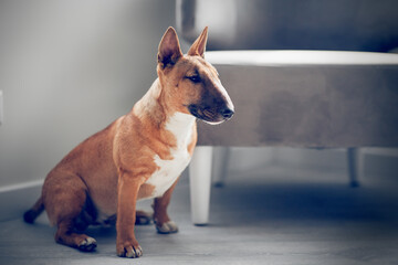 A sitting red bull terrier.