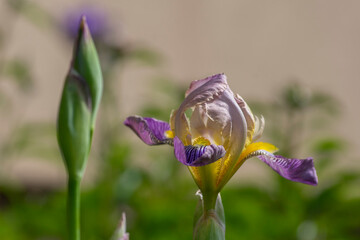 Iris sambucina colorful tall flowering springtime plant, elder scented iris white violet yellow...