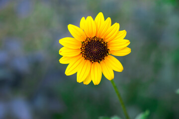 Close view of sunflower