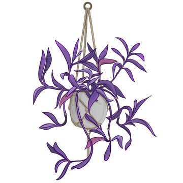 Pruple Heart - hanging indoor Plant - stylized illustration with transparent background