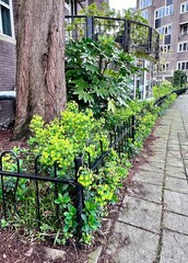 Spring Pathway in the City: Bright yellow Euphorbia flowers line a quaint urban path, complemented by lush greenery and classical architecture in the background.