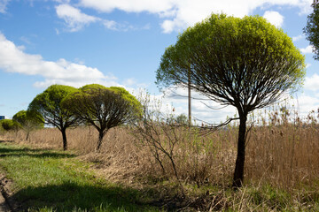 The beautiful Salix fragolis trees are fragile spherical willows growing along the highway