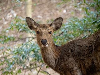 野生の鹿