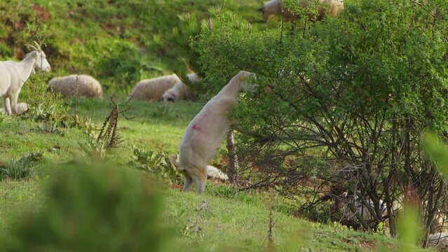 Sheep grazing freely in nature