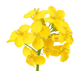 Rapeseed flowers isolated on white background, Top view. Flat lay