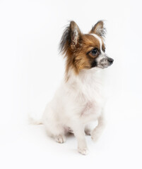 Fototapeta premium adorable small dog papillon puppy portrait sitting on white background looking right side. Small white pet with fluffy big ears
