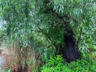 Un arbre en été