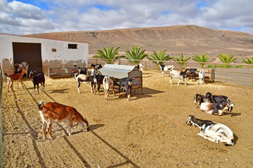 Fuerteventura, Canary Islands - march 15 2024 : Finca de Torres