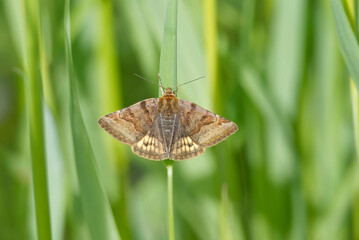Burnet Companion (Euclidia glyphica) Moth sitting on a grass blade in Zurich, Switzerland