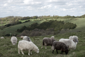 Herdwick sheep on Old Winchester Hill Hampshire England - obrazy, fototapety, plakaty