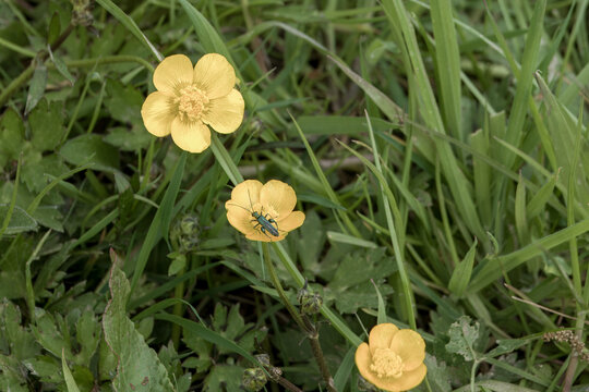 swollen thighed beetle oedemera nobilis on a bright yellow buttercup