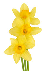 Daffodil flower or narcissus isolated on white background with full depth of field