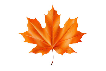 Create a watercolor painting of a single autumn leaf