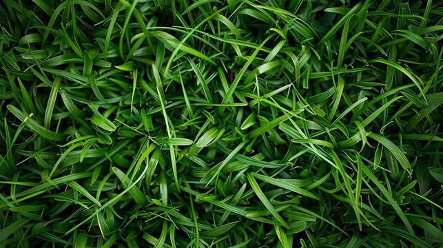 A close up of green grass with a black background.