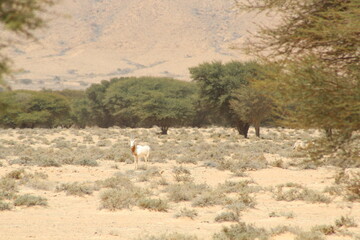 herd of deer in the wild, savannah Tunisia