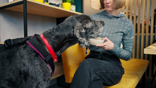 the owner sits on a yellow sofa holding a bowl of food and gives her dog Great Dane to eat next to her