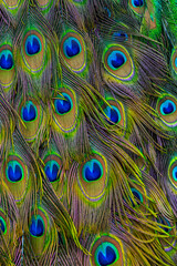 macro peacock feather texture,Background, wallpaper, texture. Part of beautiful peacock tail in dark