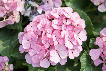 Beautiful Hydrangea macrophylla flowers.