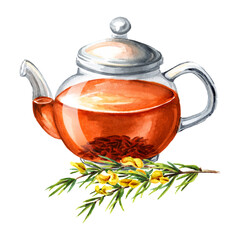 Glass transparent teapot with Rooibos tea. Hand drawn watercolor illustration, isolated on white background