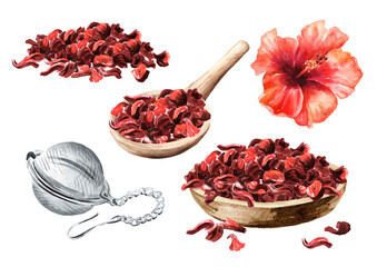 Hibiscus tea brewing set.  Hand drawn watercolor illustration, isolated on white background
