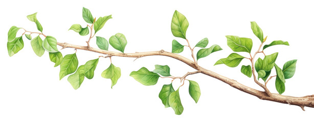 Obraz premium PNG Tree branch plant herbs leaf.