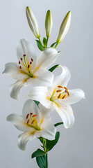 Obraz premium Elegant White Lilies: A Portrait of Grace and Beauty in Bloom