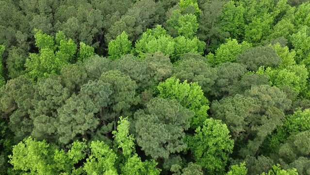Flyover of a lush, green, hardwood forest in central North Carolina, USA.