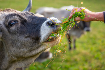 Close Up on a Cute Cow Eating Grass From a Hand in Switzerland.