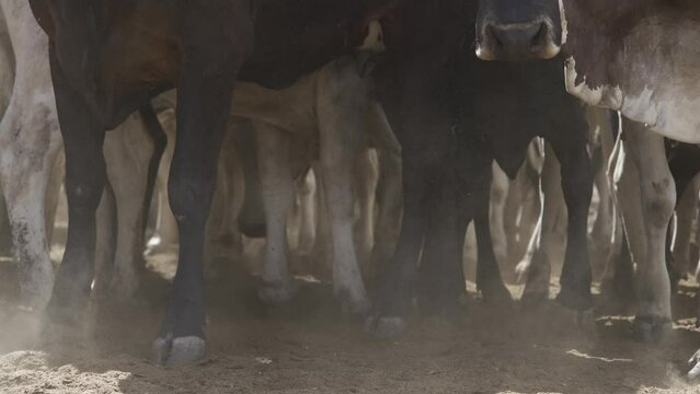 Cattle herd in confinement in Brazil