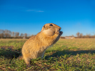A prairie dog standing on its hind legs in a grassy clearing