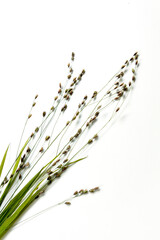 meadow plants isolated on white background. Abstract fresh flowers of wild herbs, herbs. Vertical photo