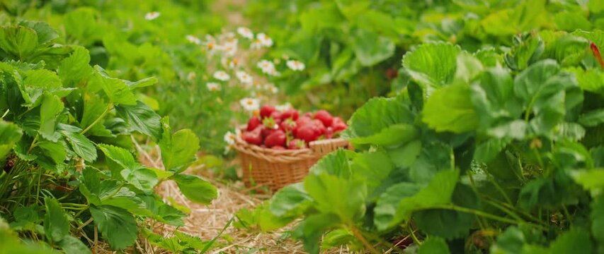 A basket nestled among strawberry plants, full of ripe red strawberries. Lush green foliage and blooming daisies.