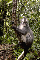Thomas Leaf Monkey im Regenwald in Indonesien