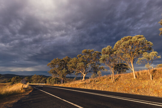 Rural road lined with gum trees on cloudy day